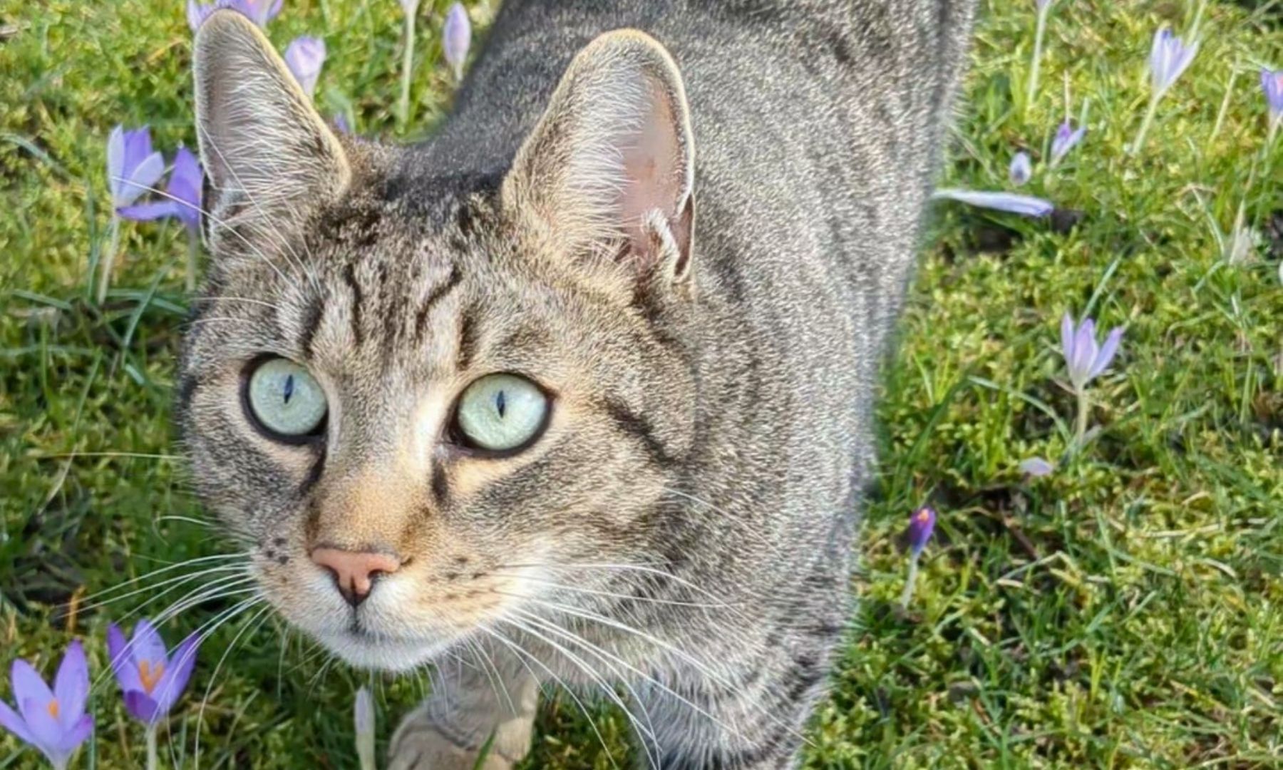 Kater Yato steht zwischen lila Krokussen auf einer Wiese und schaut aufmerksam in die Kamera