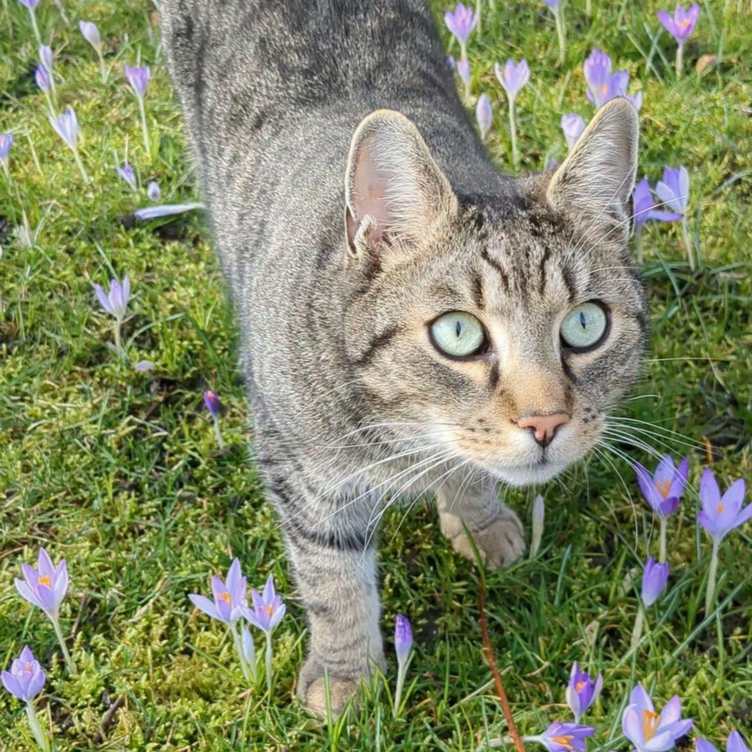 Kater Yato steht zwischen lila Krokussen auf einer Wiese und blickt neugierig direkt in die Kamera