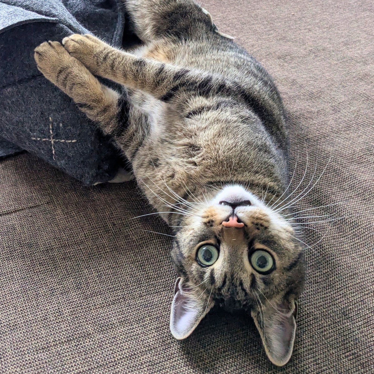 Kater Yato liegt auf dem Rücken und spielt neugierig mit einer Filz-Katzenhöhle
