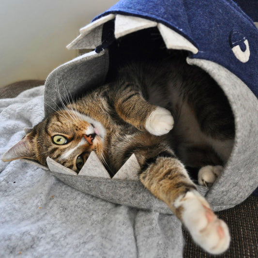 Kater Loki liegt eingerollt in der grau-blauen Filz-Katzenhöhle Necozy Marco und streckt spielerisch eine Pfote zur Kamera