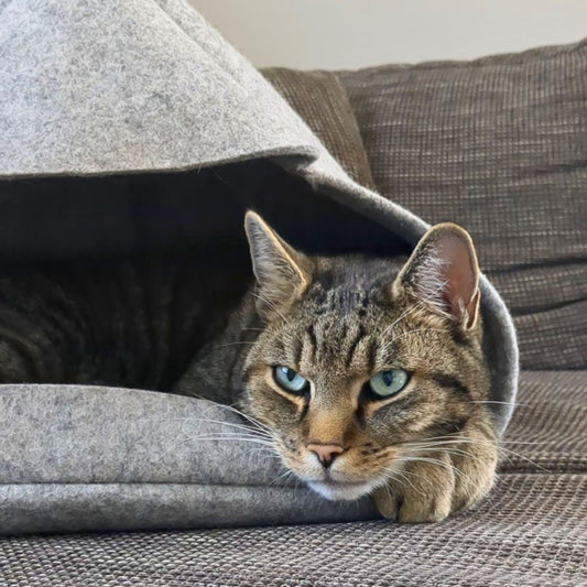 Kater Yato ruht entspannt in der Katzenhöhle Necozy Purrr grau, die Vorderpfoten ragen über den Rand