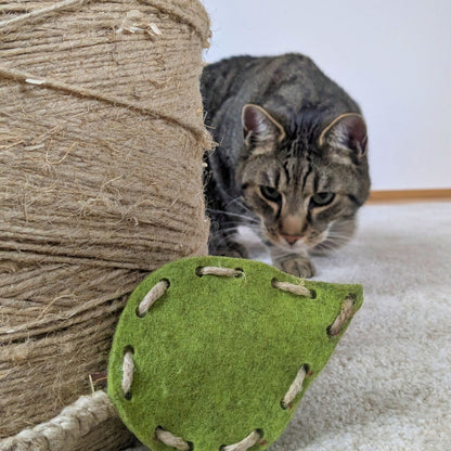 Kater Yato schleicht neugierig auf das Pfotenwerk Blatt zu, das vor einer Rolle Hanfschnur aufgestellt ist
