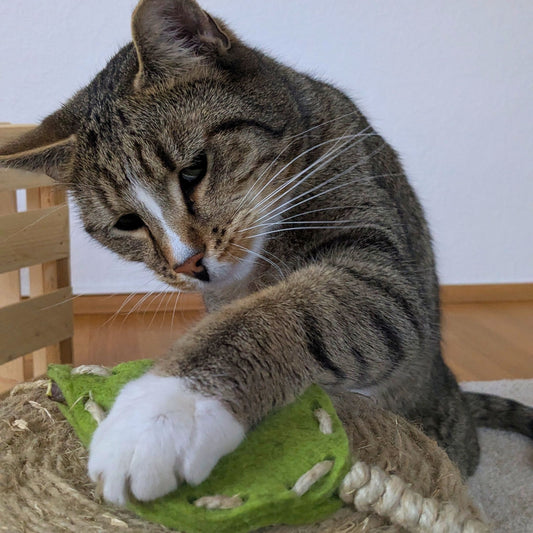 Kater Loki legt neugierig seine weiße Pfote auf das Pfotenwerk Blatt aus Naturmaterialien