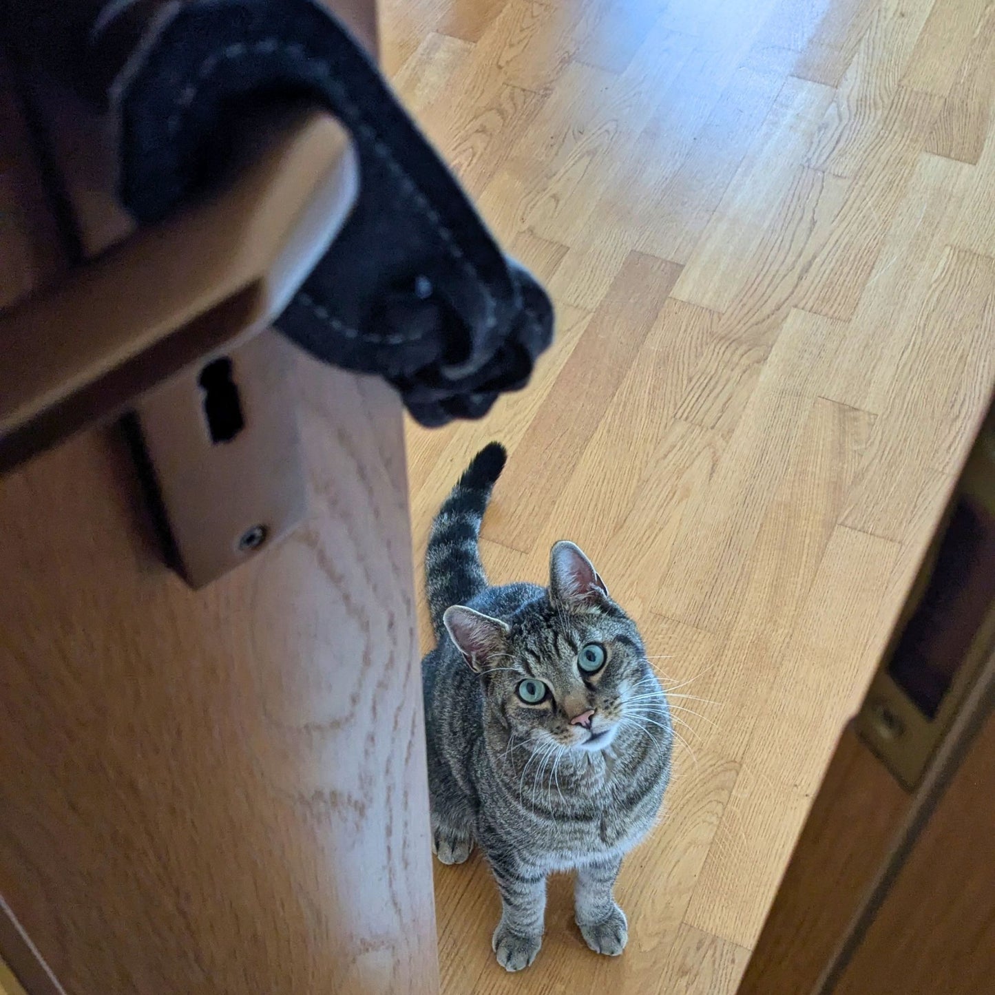 Kater Yato sitzt neugierig zwischen Tür und Türrahmen und blickt zum anthrazitfarbenen Türwächter an der Türklinke