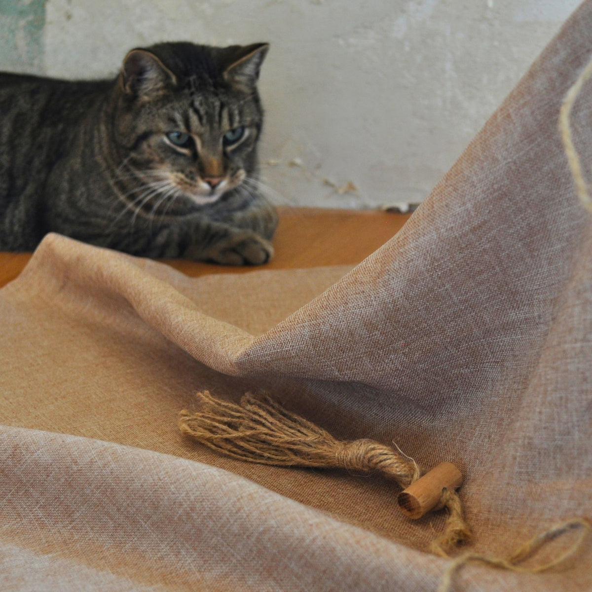 Katze schleicht sich spielbereit an die Katzenangel Wildfang heran